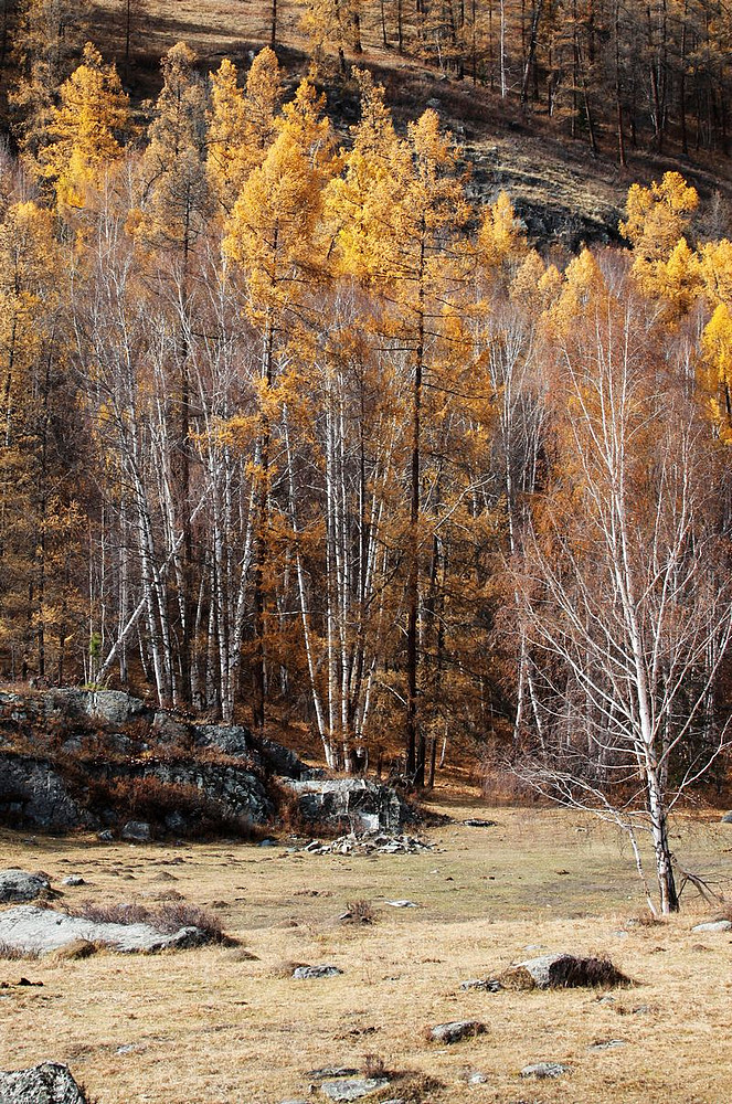 喀纳斯景区的那些树.