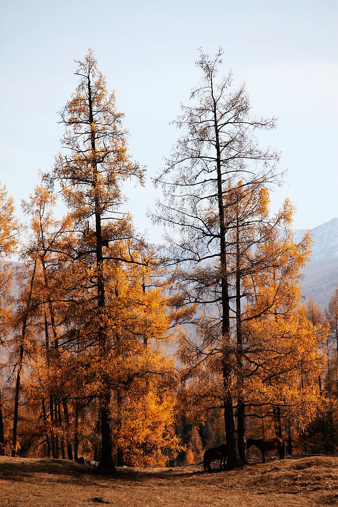 喀纳斯景区的那些树.