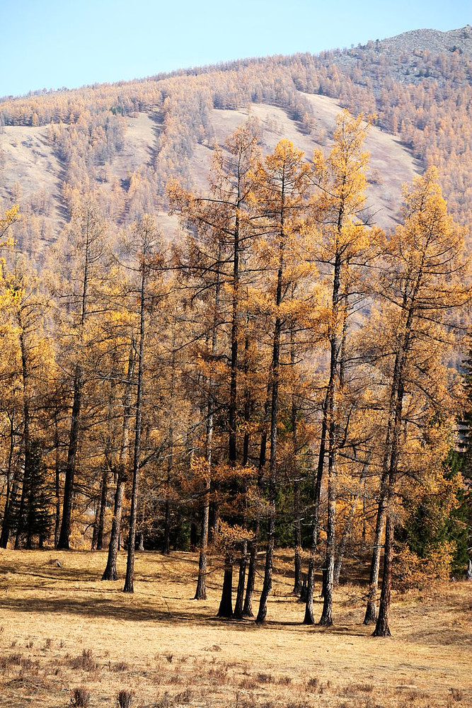喀纳斯景区的那些树.