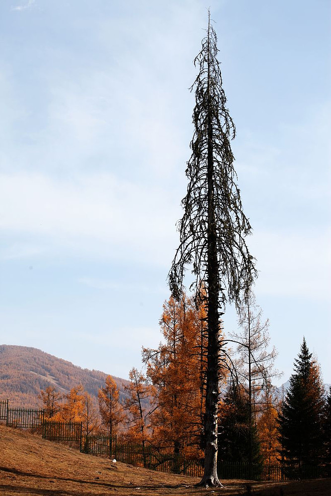 喀纳斯景区的那些树.