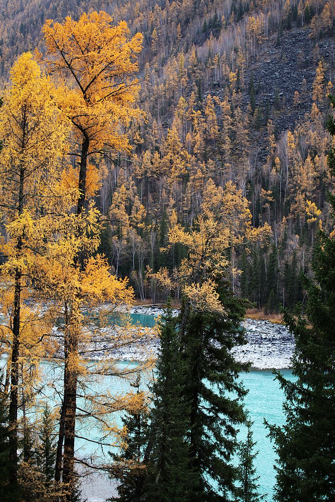 喀纳斯景区的那些树.