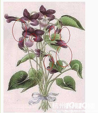 【看图测智商】紫罗兰藏这多少个人的身体