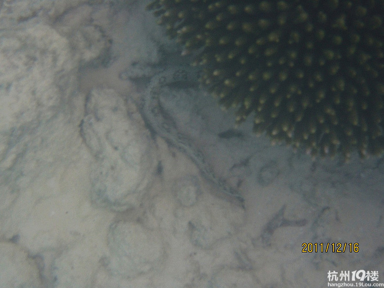 11年12月马尔代夫filitheyo岛浮潜及攻略--与鲨