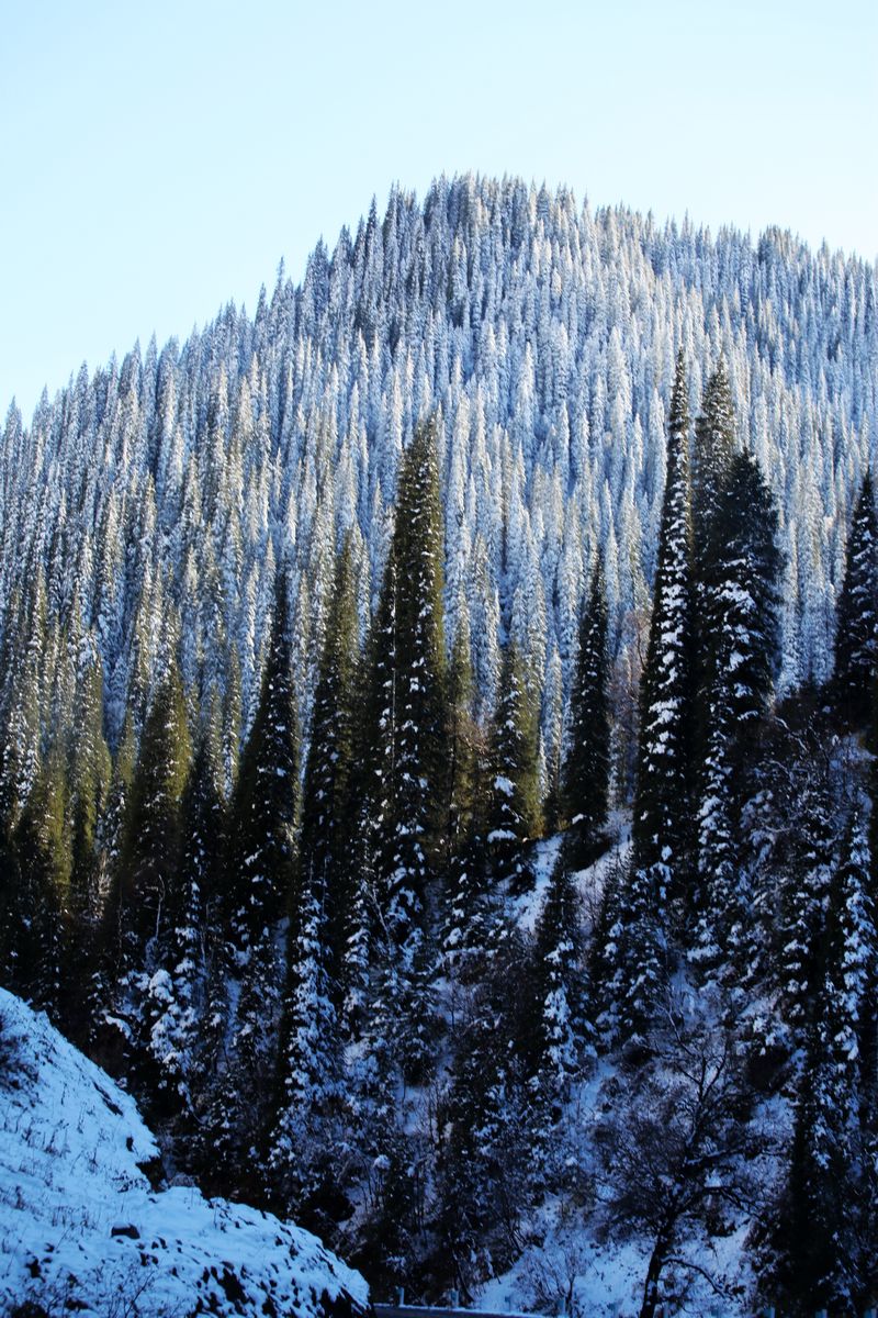 真正的天山雪岭云杉.