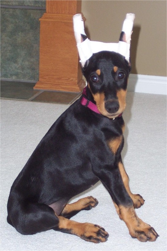 福隆犬业--出售4各月的立耳德系杜宾犬 全国可以空运