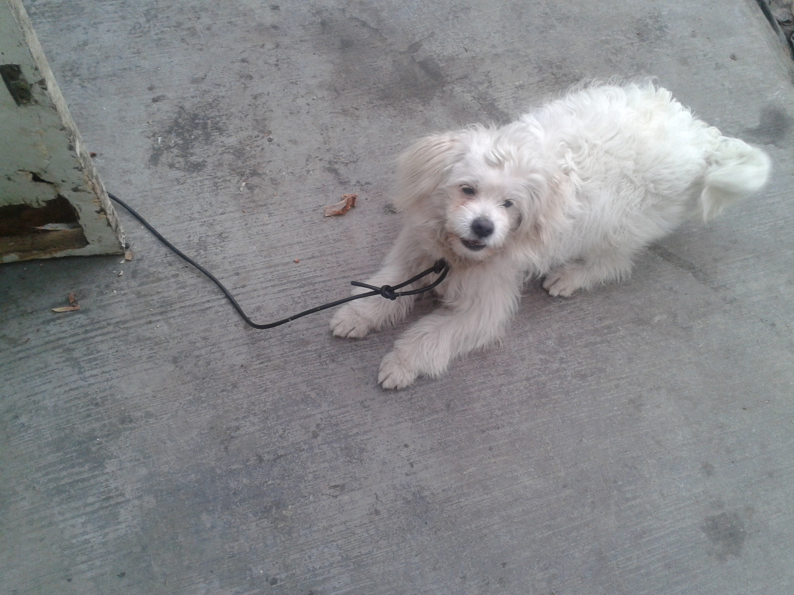 北山路附近捡到一只白色卷毛狗,附照片,已领养