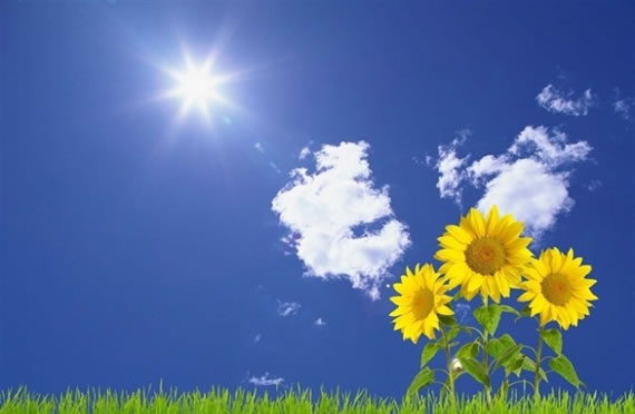 阳光正好,那些花儿!