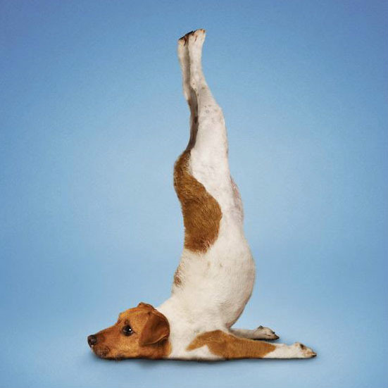 萌猫萌狗齐齐练瑜伽,比比看谁最厉害!