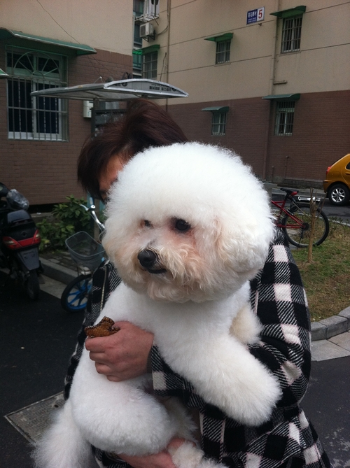 出售杭州最好的刚满月比熊mm~家养!有图!可以上门看!