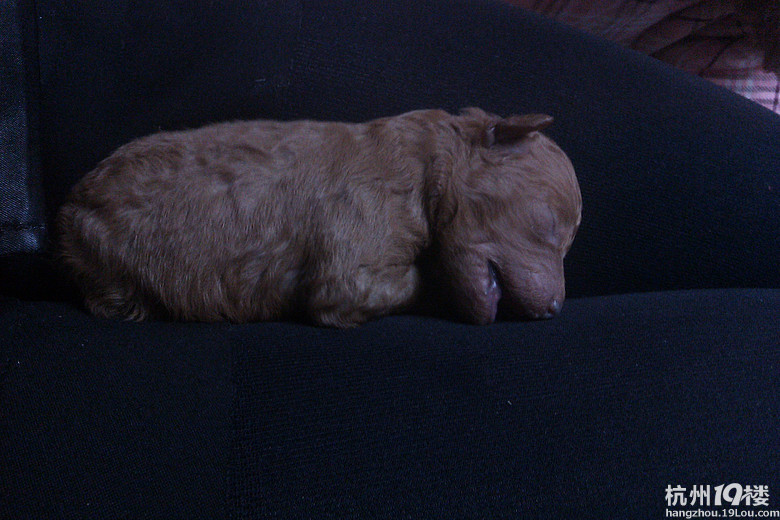 除夕生的狗宝宝~玩具贵宾