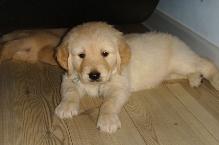 巡回猎犬极品大头金毛幼犬 公母幼犬均有 品质保证[三个月公母狗]