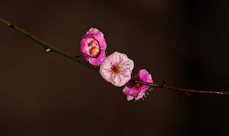 120225梅花-16.jpg
