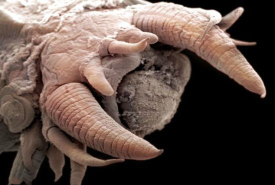 水下千米发现奇特海鳞虫:外形恐怖似怪物