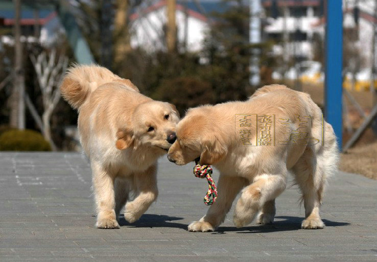 姐妹情深之-璎珞,璎琦.