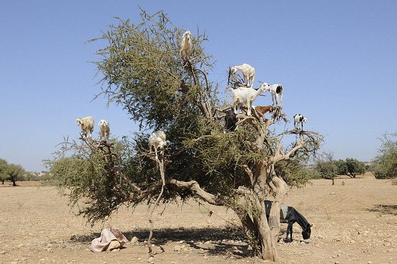 撒哈拉沙漠奇景羊上树