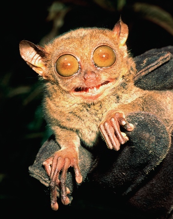 世界上最丑陋的动物