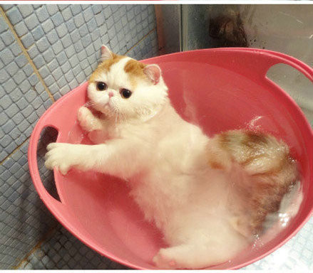 包子脸爱洗澡什么的猫咪最可爱了!-养眼搞笑-杭州19楼