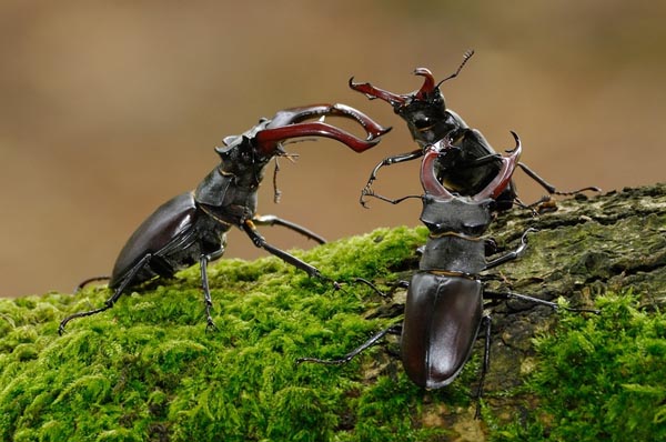 甲虫的生活特征图片