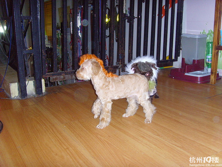 莫西干小马装的杏色泰迪dd