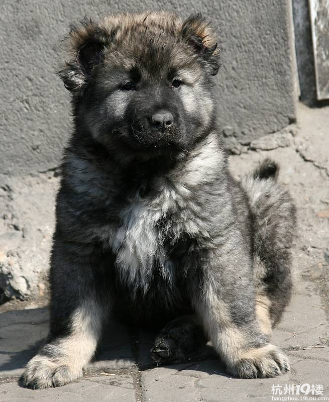 原生态护卫犬-高加索幼犬诚信对外出售