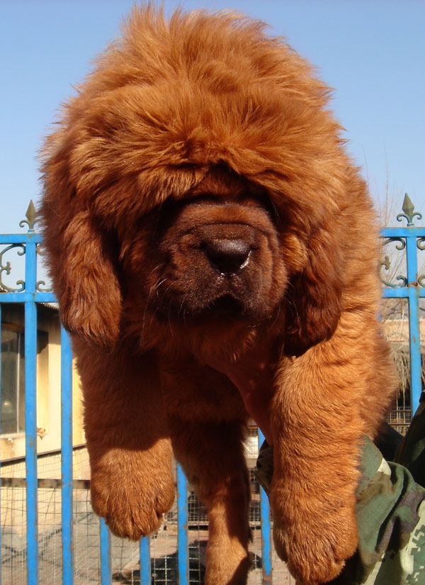 出售大狮头吊眼吊嘴毛好骨量大纯种藏獒幼犬 品相好