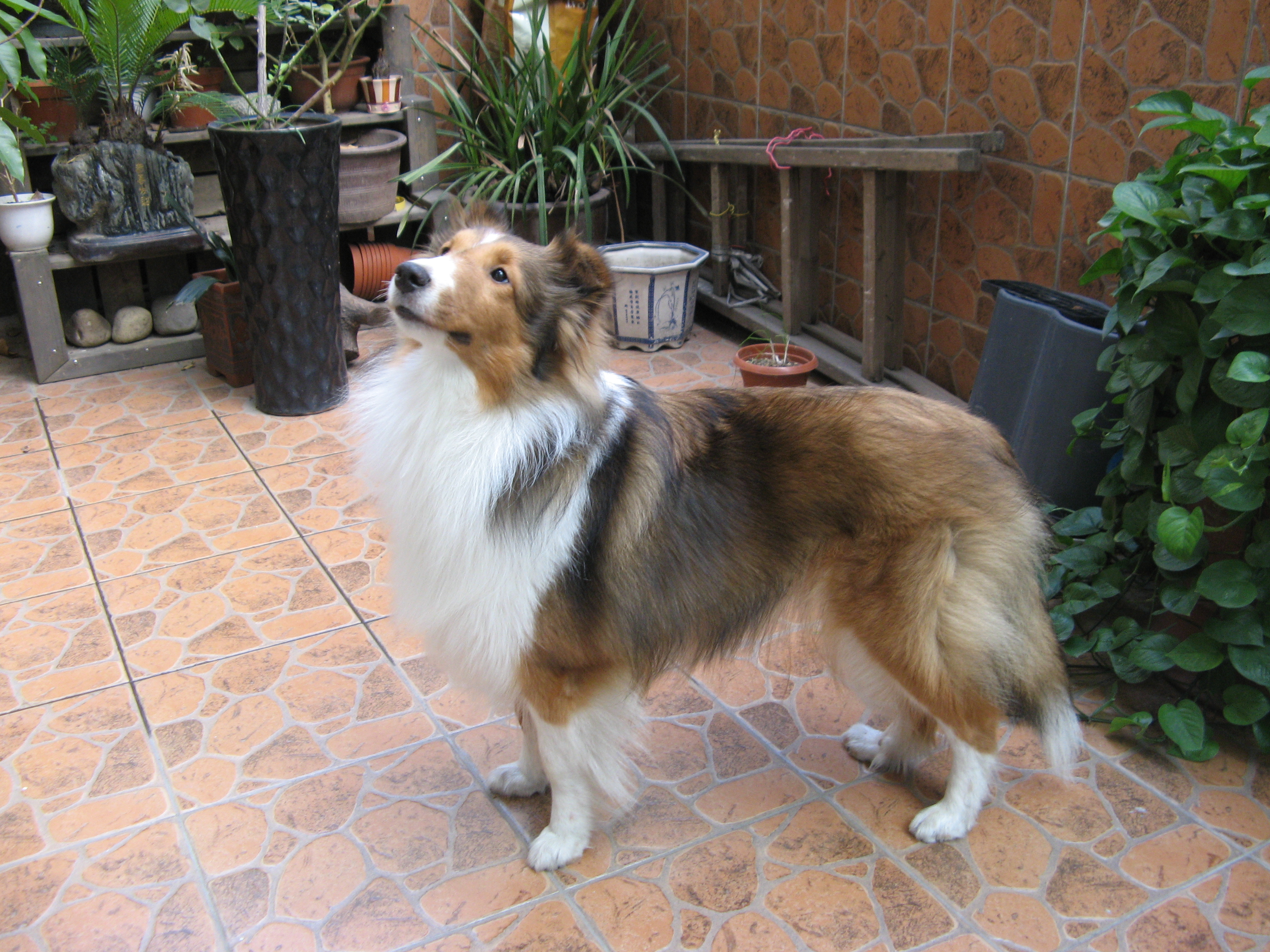 秀秀喜乐蒂宝宝两个半月