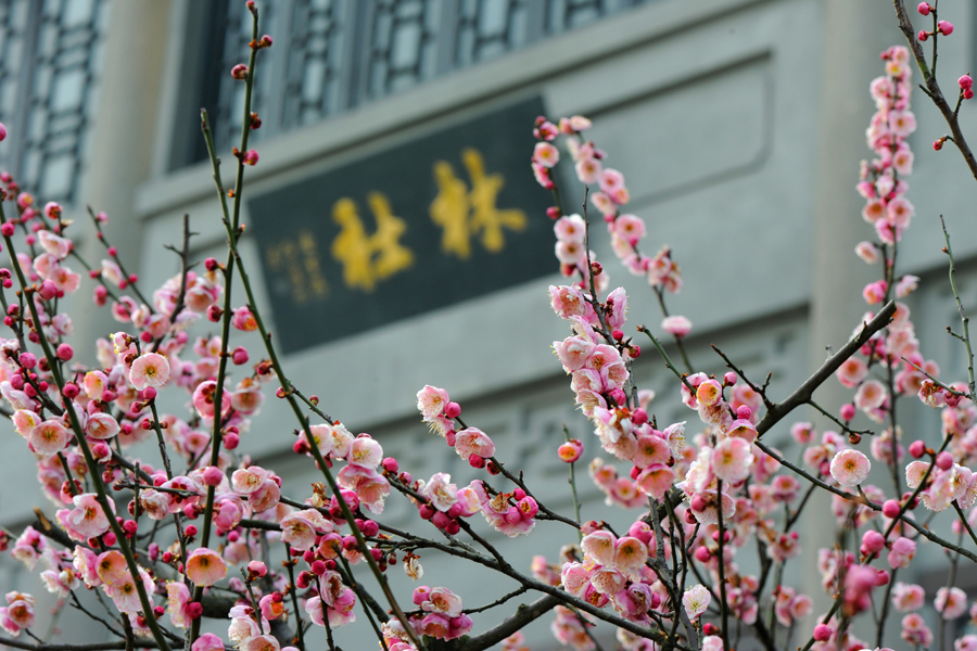 孤山赏梅正当时