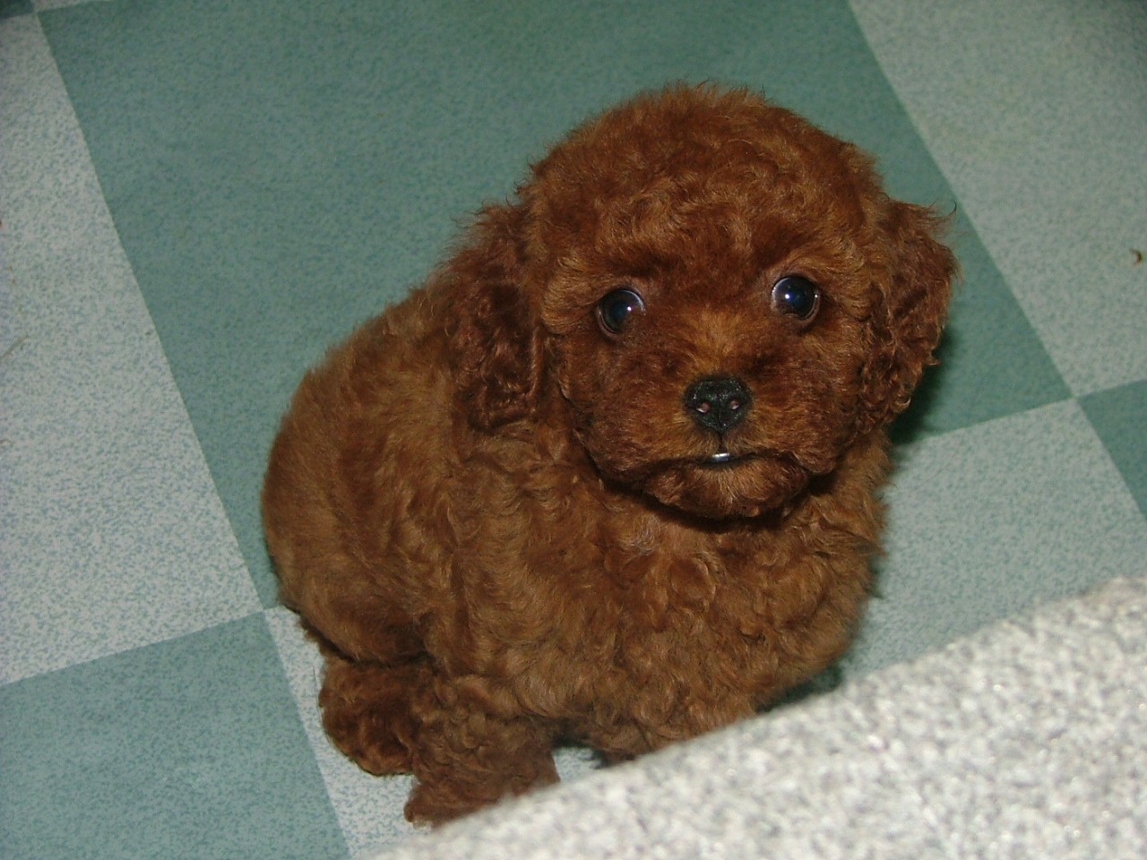 人见人爱的口袋泰迪 纯种茶杯泰迪犬,欢迎来家挑选