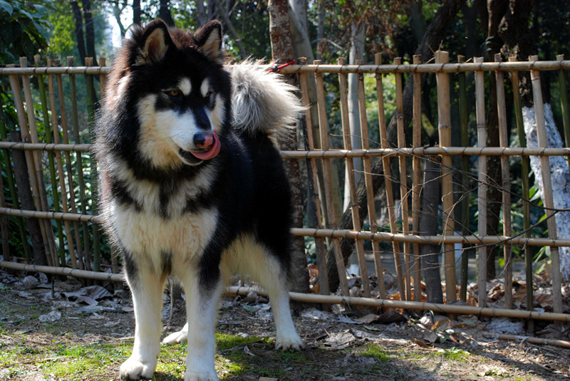 半成年阿拉斯加小公出售