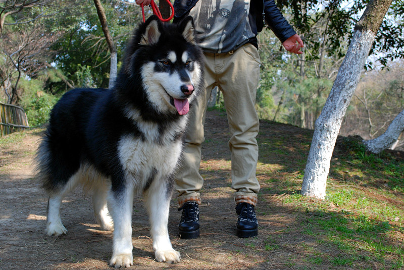半成年阿拉斯加小公出售