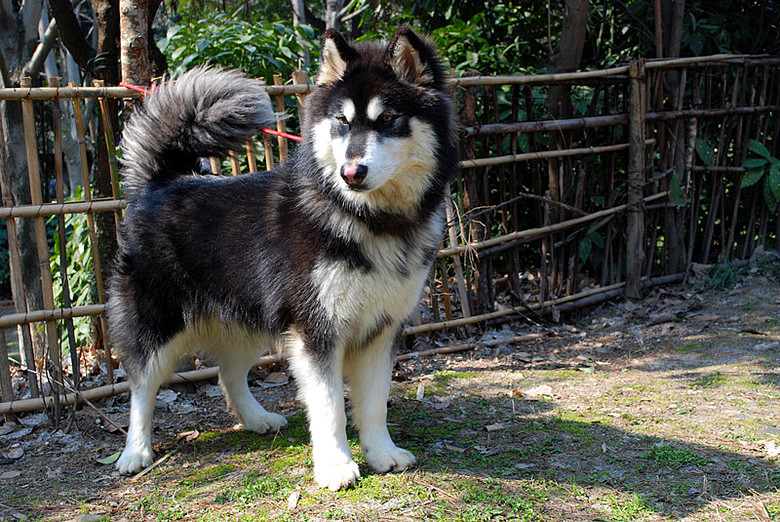 半成年阿拉斯加小公出售