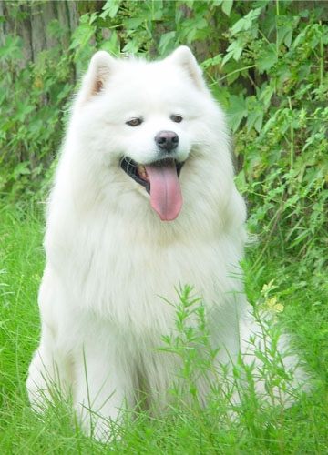 家养纯种微笑天使萨摩耶宝宝|毛量足骨架大可上门挑选