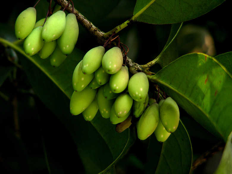 【原创】桂花树结籽