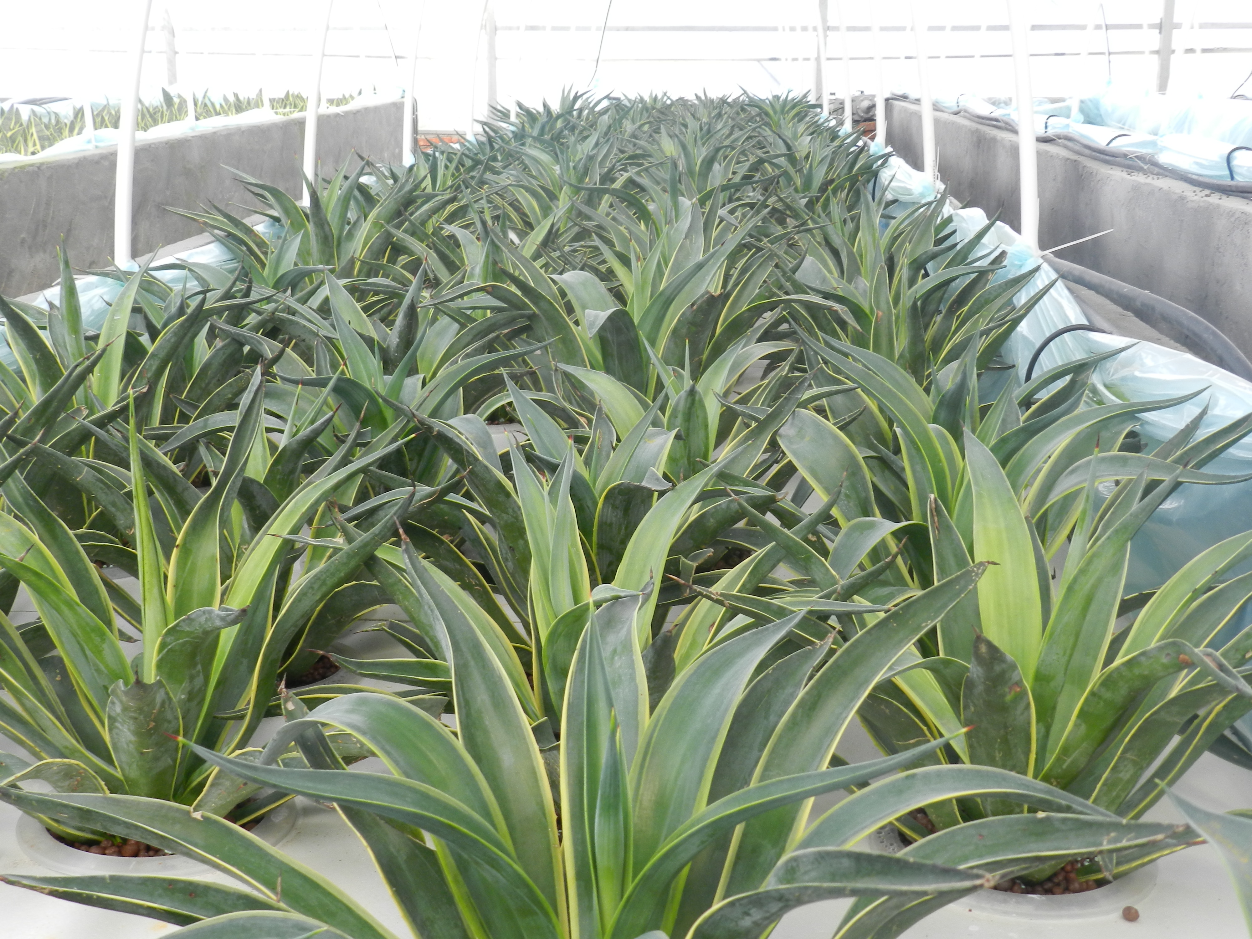 1200平方水培花卉生产基地诚邀有水培花卉生产的技术人员合作