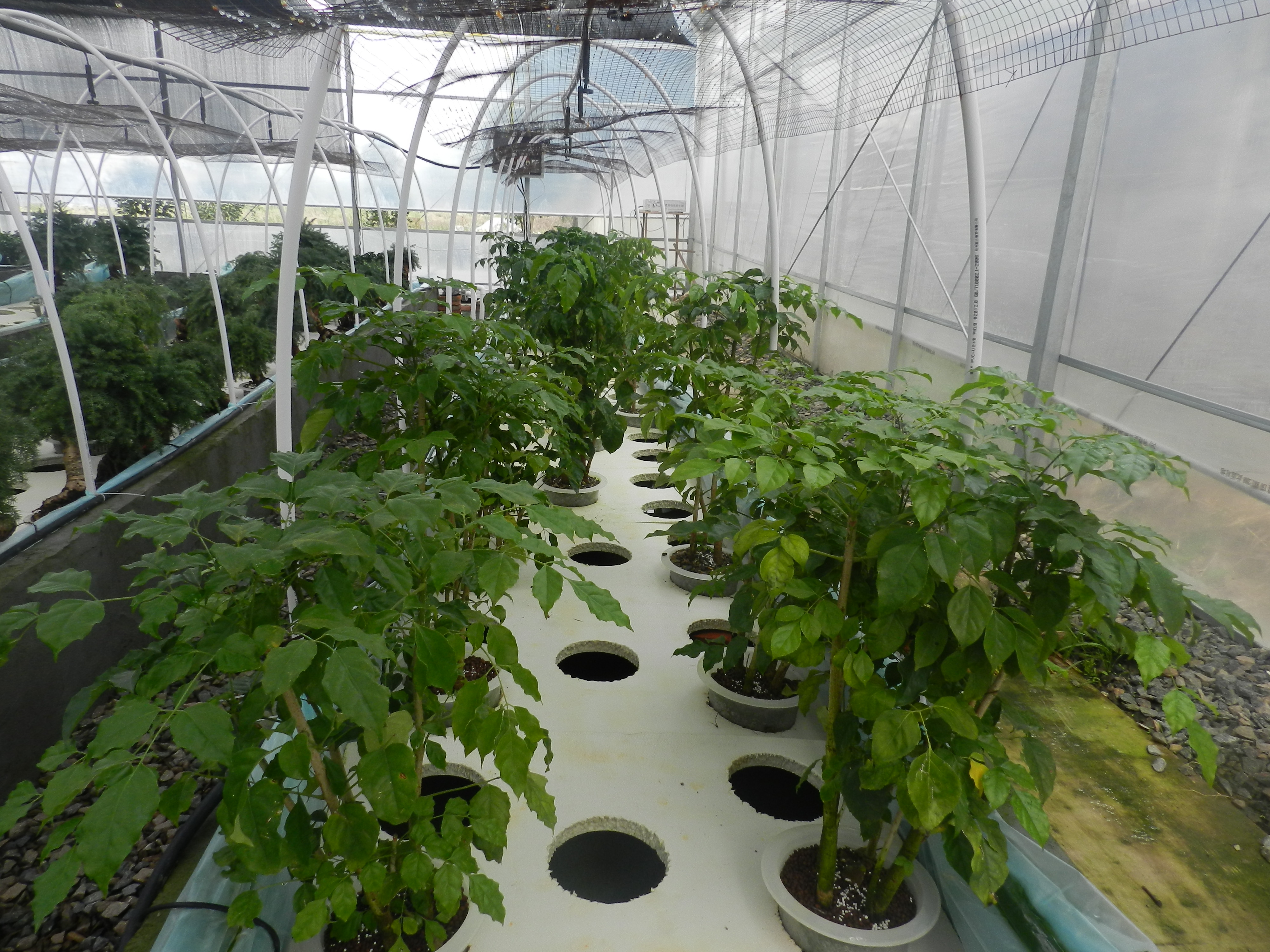 1200平方水培花卉生产基地诚邀有水培花卉生产的技术人员合作