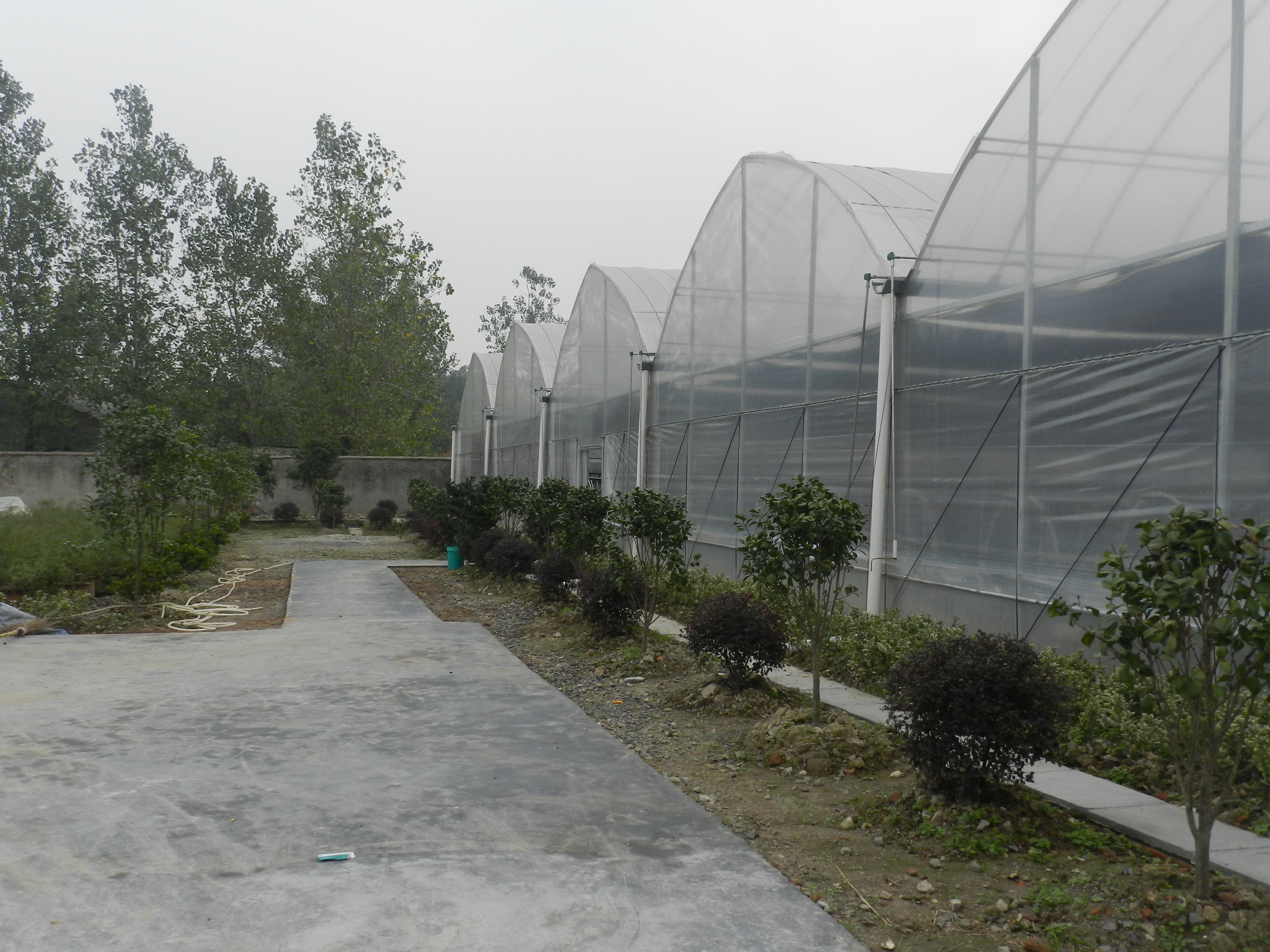 1200平方水培花卉生产基地诚邀有水培花卉生产的技术人员合作