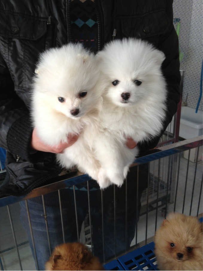 出售白博美.公母.