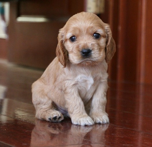 杭州纯种健康的可卡幼犬低价出售中 基地繁殖健康有保证