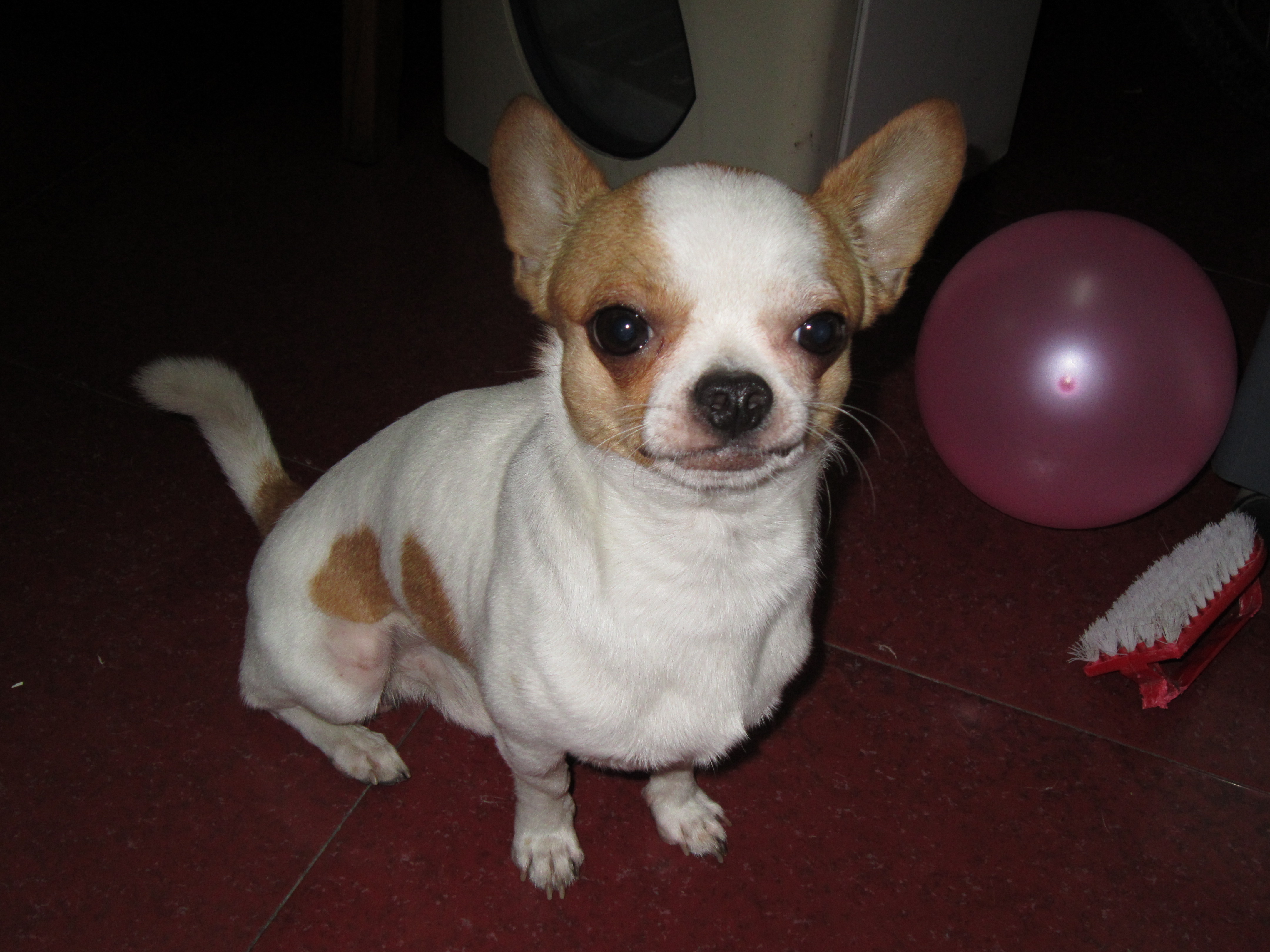 黄白吉娃娃 找老婆.