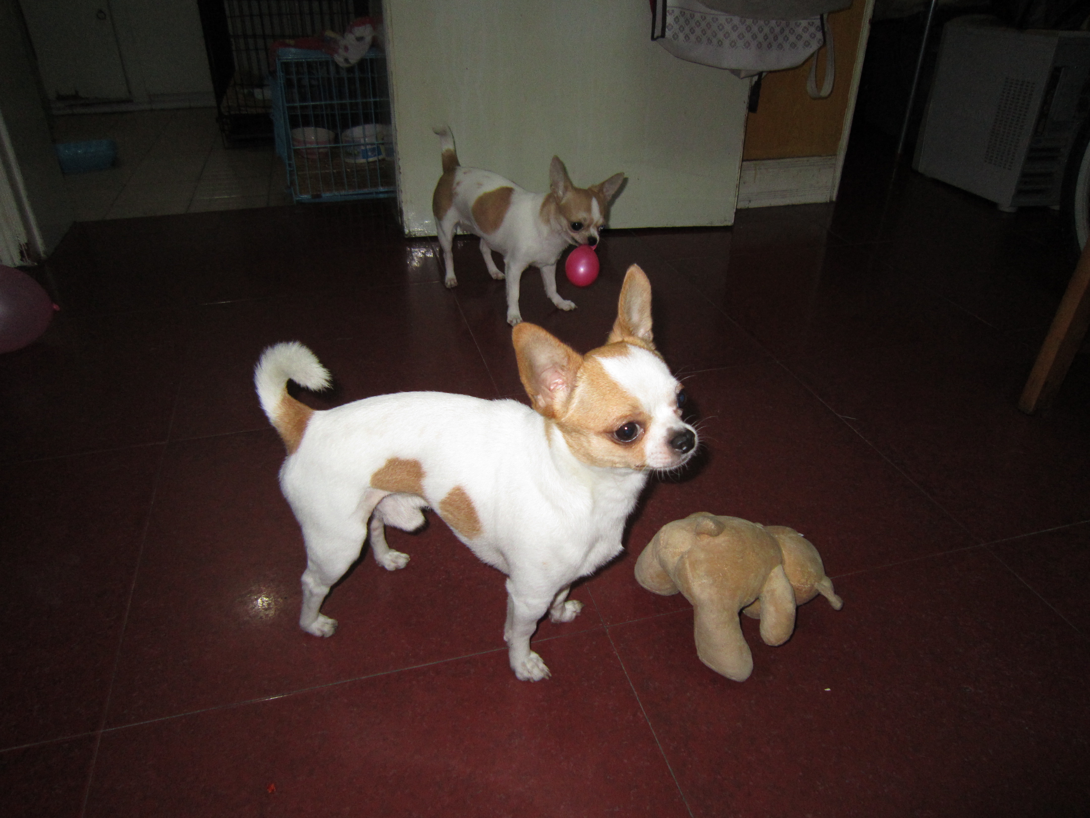 黄白吉娃娃 找老婆...............-无偿征婚-宠物讨论区-杭州19楼