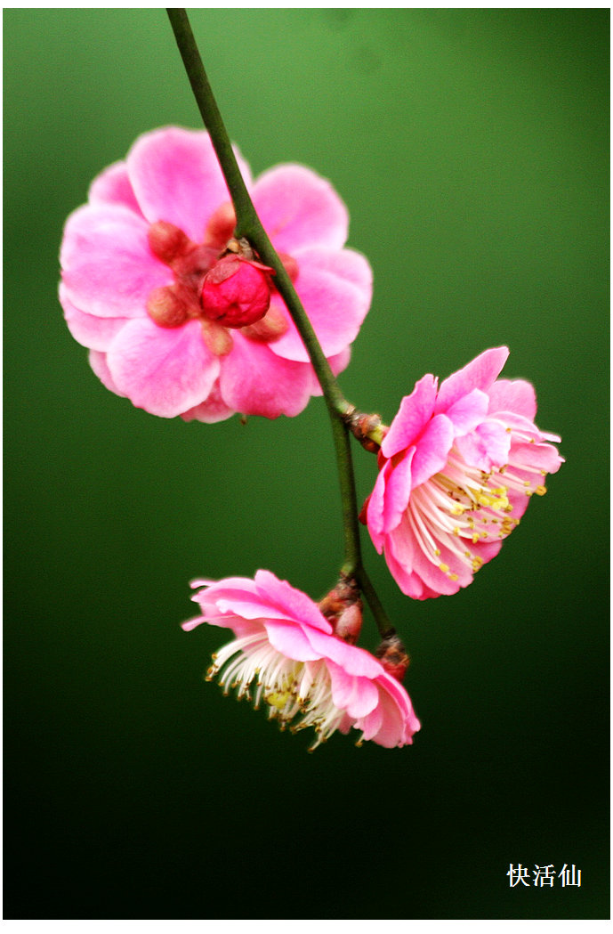 梅花2-其他-19摄区-杭州19楼