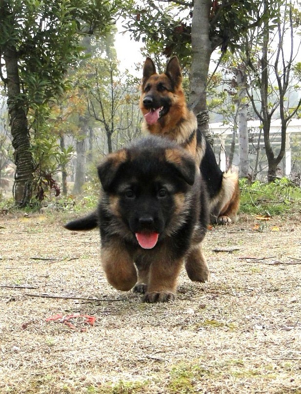 出售两条超给力的小德牧