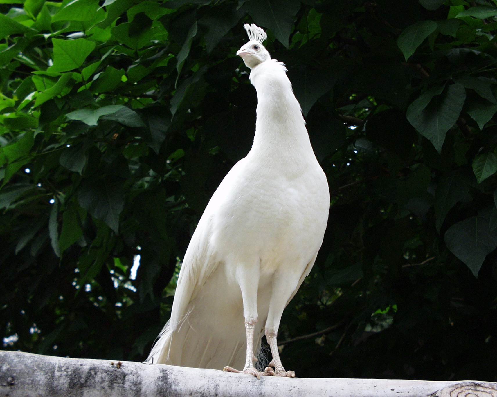 珍贵的白孔雀