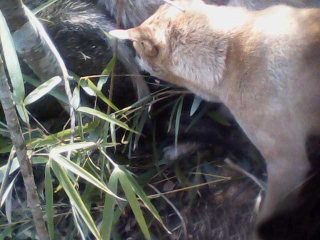 昨天打的一只麂子,大家有没有见过啊,秀秀我家猎犬生的小猎犬