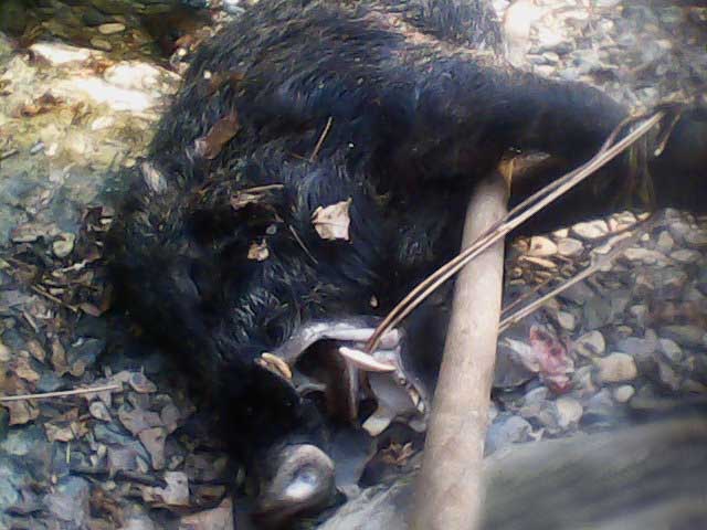 昨天打的一只麂子,大家有没有见过啊,秀秀我家猎犬生的小猎犬