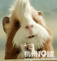 CA1742成都飞杭州货舱里隐约冒出白烟 航班惊