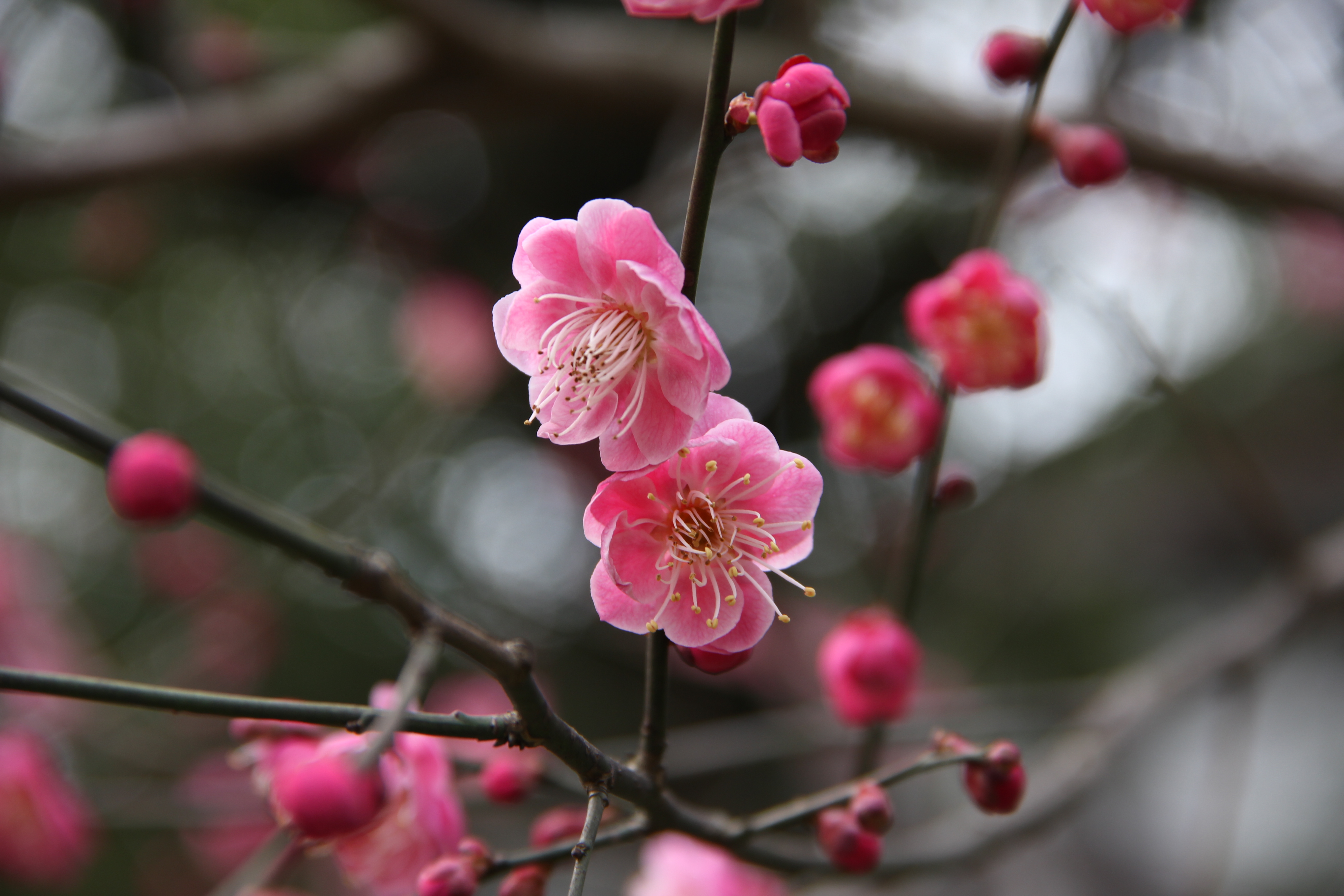 最漂亮的梅花照图片