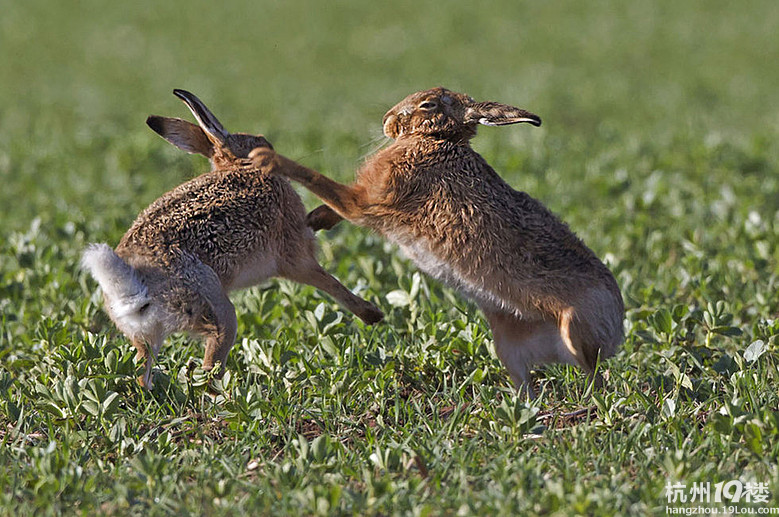 雄兔求爱被拒遭雌兔掌摁驱逐高清组图