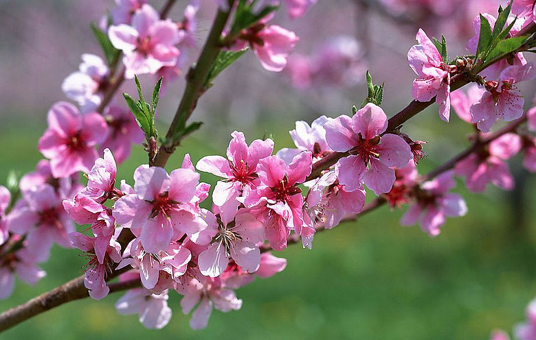 桃花开花的时间春季图片