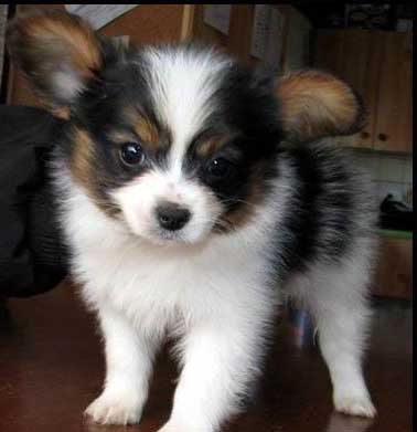 杭州哪里有卖蝴蝶犬杭州蝴蝶犬多少钱杭州蝴蝶犬怎么卖-专业卖家-宠物